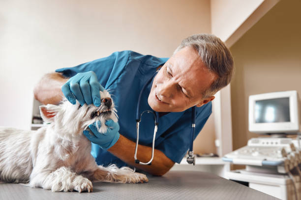 Best Weekend Emergency Dentist in Cayuga, IN